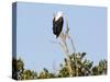 African sea eagle, Isimangaliso Greater St. Lucia Wetland Pk, UNESCO World Heritage, South Africa-Christian Kober-Stretched Canvas