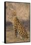 African Serval-DLILLC-Framed Stretched Canvas