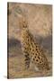 African Serval-DLILLC-Stretched Canvas