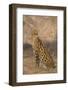 African Serval-DLILLC-Framed Photographic Print