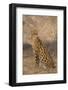 African Serval-DLILLC-Framed Photographic Print