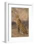 African Serval-DLILLC-Framed Photographic Print