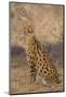 African Serval-DLILLC-Mounted Photographic Print