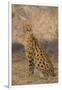 African Serval-DLILLC-Framed Photographic Print