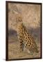 African Serval-DLILLC-Framed Photographic Print