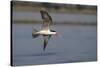 African skimmer (Rhynchops flavirostris), Chobe River, Botswana, Africa-Ann and Steve Toon-Stretched Canvas