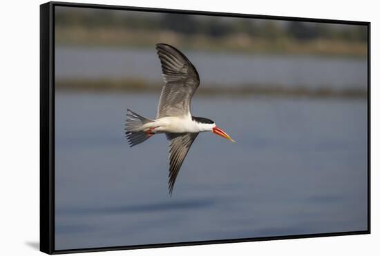 African skimmer (Rhynchops flavirostris), Chobe River, Botswana, Africa-Ann and Steve Toon-Framed Stretched Canvas