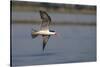 African skimmer (Rhynchops flavirostris), Chobe River, Botswana, Africa-Ann and Steve Toon-Stretched Canvas