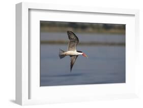 African skimmer (Rhynchops flavirostris), Chobe River, Botswana, Africa-Ann and Steve Toon-Framed Photographic Print