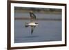 African skimmer (Rhynchops flavirostris), Chobe River, Botswana, Africa-Ann and Steve Toon-Framed Photographic Print