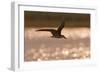 African Skimmer (Rynchops flavirostris) adult, in flight over wetland at dusk, Botswana-Shem Compion-Framed Photographic Print