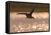 African Skimmer (Rynchops flavirostris) adult, in flight over wetland at dusk, Botswana-Shem Compion-Framed Stretched Canvas