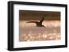 African Skimmer (Rynchops flavirostris) adult, in flight over wetland at dusk, Botswana-Shem Compion-Framed Premium Photographic Print