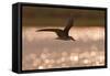 African Skimmer (Rynchops flavirostris) adult, in flight over wetland at dusk, Botswana-Shem Compion-Framed Stretched Canvas