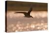 African Skimmer (Rynchops flavirostris) adult, in flight over wetland at dusk, Botswana-Shem Compion-Stretched Canvas