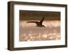 African Skimmer (Rynchops flavirostris) adult, in flight over wetland at dusk, Botswana-Shem Compion-Framed Photographic Print