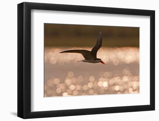 African Skimmer (Rynchops flavirostris) adult, in flight over wetland at dusk, Botswana-Shem Compion-Framed Photographic Print