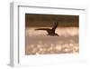 African Skimmer (Rynchops flavirostris) adult, in flight over wetland at dusk, Botswana-Shem Compion-Framed Photographic Print