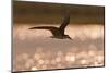 African Skimmer (Rynchops flavirostris) adult, in flight over wetland at dusk, Botswana-Shem Compion-Mounted Photographic Print