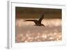 African Skimmer (Rynchops flavirostris) adult, in flight over wetland at dusk, Botswana-Shem Compion-Framed Photographic Print