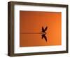 African Skimmer Skimming at Sunset, Chobe National Park, Botswana-Tony Heald-Framed Premium Photographic Print