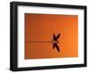 African Skimmer Skimming at Sunset, Chobe National Park, Botswana-Tony Heald-Framed Premium Photographic Print