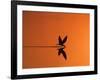 African Skimmer Skimming at Sunset, Chobe National Park, Botswana-Tony Heald-Framed Photographic Print