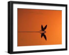 African Skimmer Skimming at Sunset, Chobe National Park, Botswana-Tony Heald-Framed Photographic Print