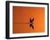 African Skimmer Skimming at Sunset, Chobe National Park, Botswana-Tony Heald-Framed Photographic Print