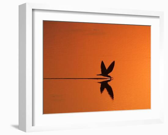 African Skimmer Skimming at Sunset, Chobe National Park, Botswana-Tony Heald-Framed Photographic Print