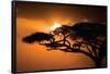 African Sky-null-Framed Poster