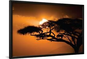 African Sky-null-Lamina Framed Poster