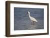 African spoonbill (Platalea alba), Selous Game Reserve, Tanzania, East Africa, Africa-James Hager-Framed Photographic Print