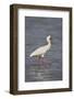 African spoonbill (Platalea alba), Selous Game Reserve, Tanzania, East Africa, Africa-James Hager-Framed Photographic Print