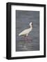 African spoonbill (Platalea alba), Selous Game Reserve, Tanzania, East Africa, Africa-James Hager-Framed Photographic Print