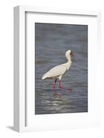 African spoonbill (Platalea alba), Selous Game Reserve, Tanzania, East Africa, Africa-James Hager-Framed Photographic Print