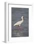 African spoonbill (Platalea alba), Selous Game Reserve, Tanzania, East Africa, Africa-James Hager-Framed Photographic Print