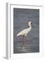 African spoonbill (Platalea alba), Selous Game Reserve, Tanzania, East Africa, Africa-James Hager-Framed Photographic Print