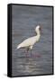 African spoonbill (Platalea alba), Selous Game Reserve, Tanzania, East Africa, Africa-James Hager-Framed Stretched Canvas