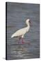 African spoonbill (Platalea alba), Selous Game Reserve, Tanzania, East Africa, Africa-James Hager-Stretched Canvas