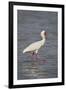 African spoonbill (Platalea alba), Selous Game Reserve, Tanzania, East Africa, Africa-James Hager-Framed Photographic Print