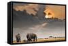 African Sunset with Elephants-Oleg Znamenskiy-Framed Stretched Canvas