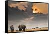 African Sunset with Elephants-Oleg Znamenskiy-Framed Stretched Canvas