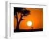 African Sunset-Jonathan Zhang-Framed Photographic Print