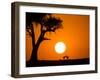 African Sunset-Jonathan Zhang-Framed Photographic Print