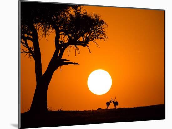 African Sunset-Jonathan Zhang-Mounted Photographic Print