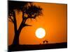 African Sunset-Jonathan Zhang-Mounted Photographic Print