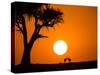 African Sunset-Jonathan Zhang-Stretched Canvas