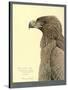 African Tawny Eagle-null-Stretched Canvas