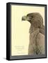 African Tawny Eagle-null-Framed Stretched Canvas